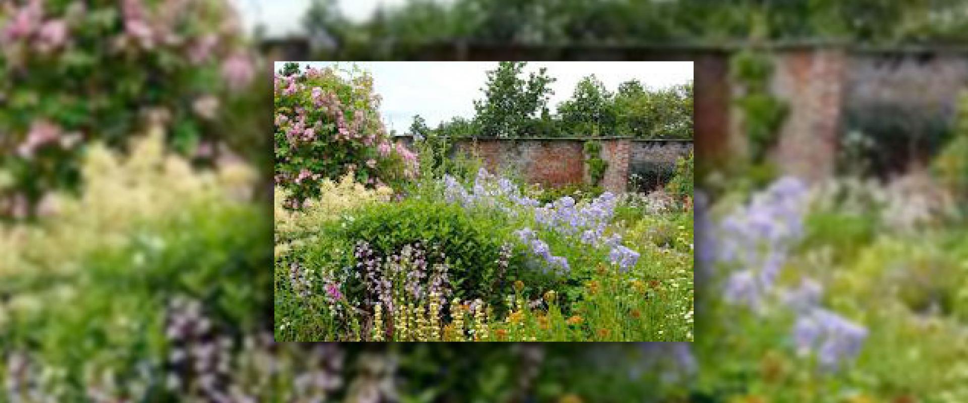 golygfa o'r blodau yng Ardd Beatrix Potter / view of the flowers within the Beatrix Potter Walled Garden