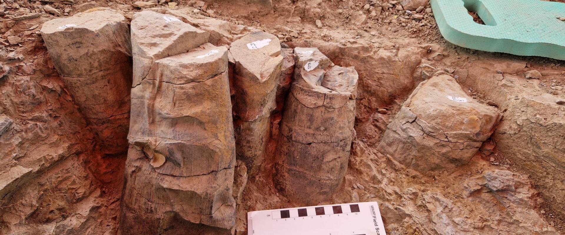 image of fossil forest being excavated
