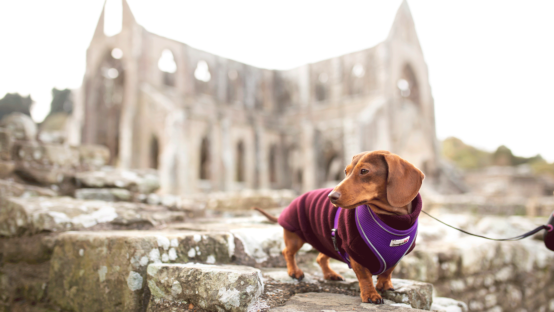 Abaty Tyndyrn / Tintern Abbey