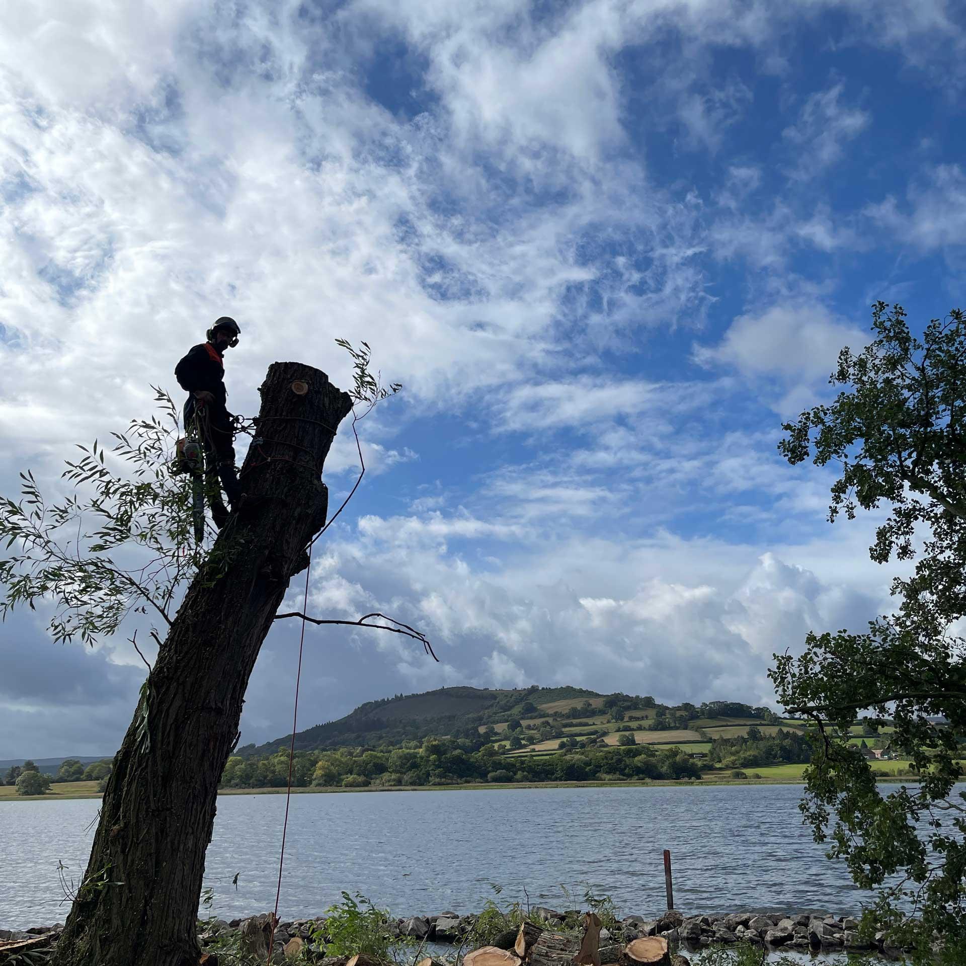 Torri goeden gwernen﻿ / Llangorse lake 